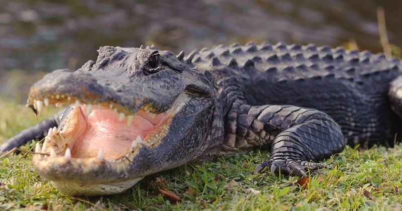 Alligators' Impact On Vegetation And Carbon Levels
