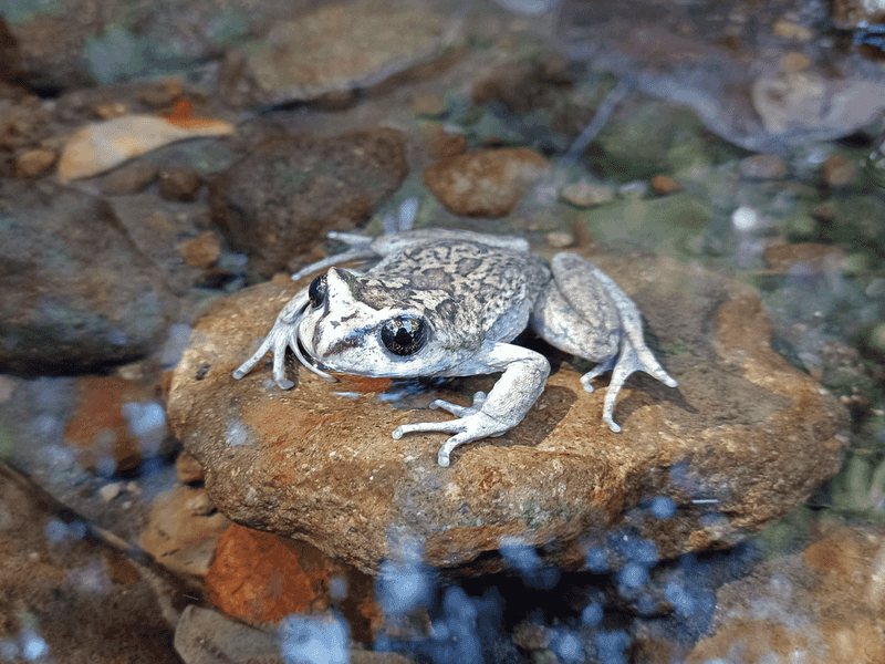 Challenges Of Tracking Down An Extinct Species