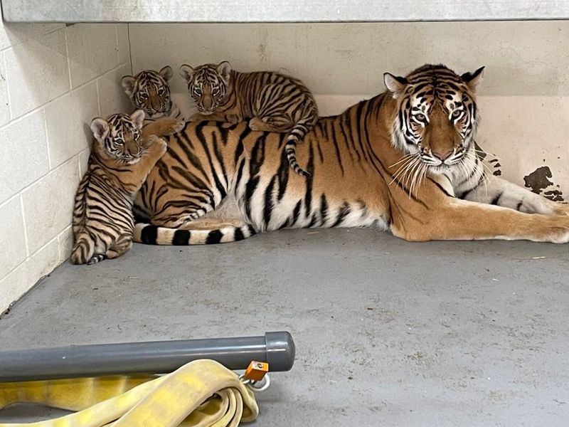 The Cubs' Parents: The Strength Of The Amur Tiger Pair