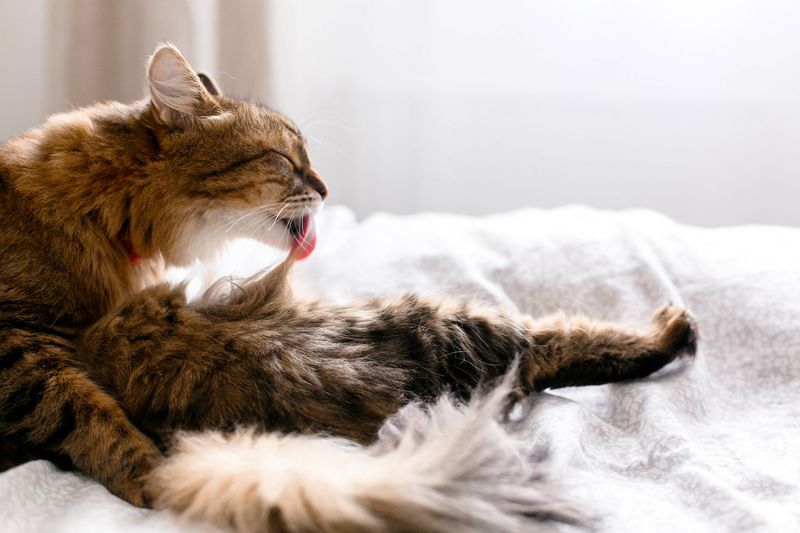 Is It Normal For Cats To Vomit Hairballs Regularly?