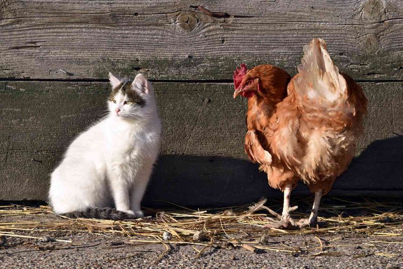 Breeds With Higher Risk Factors