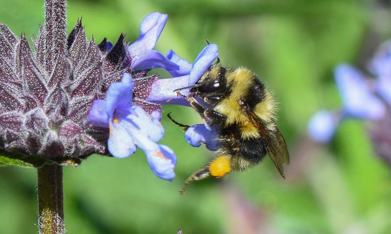 The Role Of Bumblebees In Garden Ecosystems