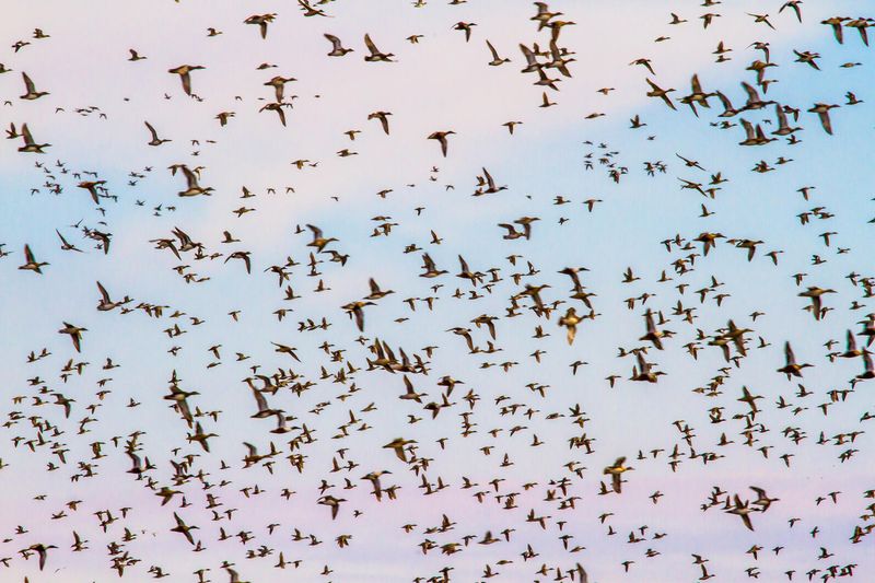 Earlier Spring Arrivals