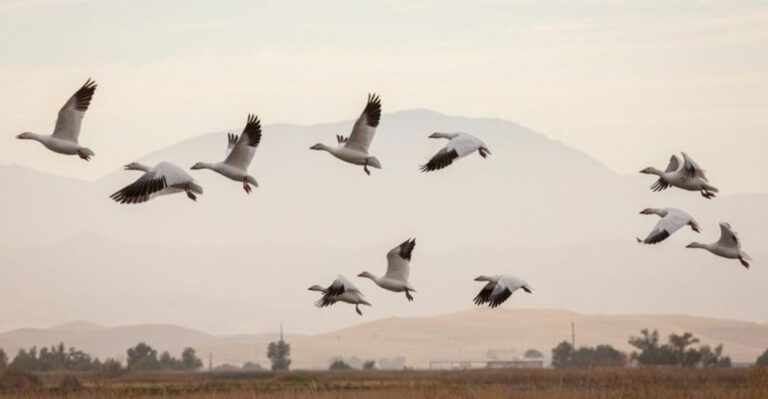How Climate Change Is Redrawing Bird Migration Routes In The U.S.
