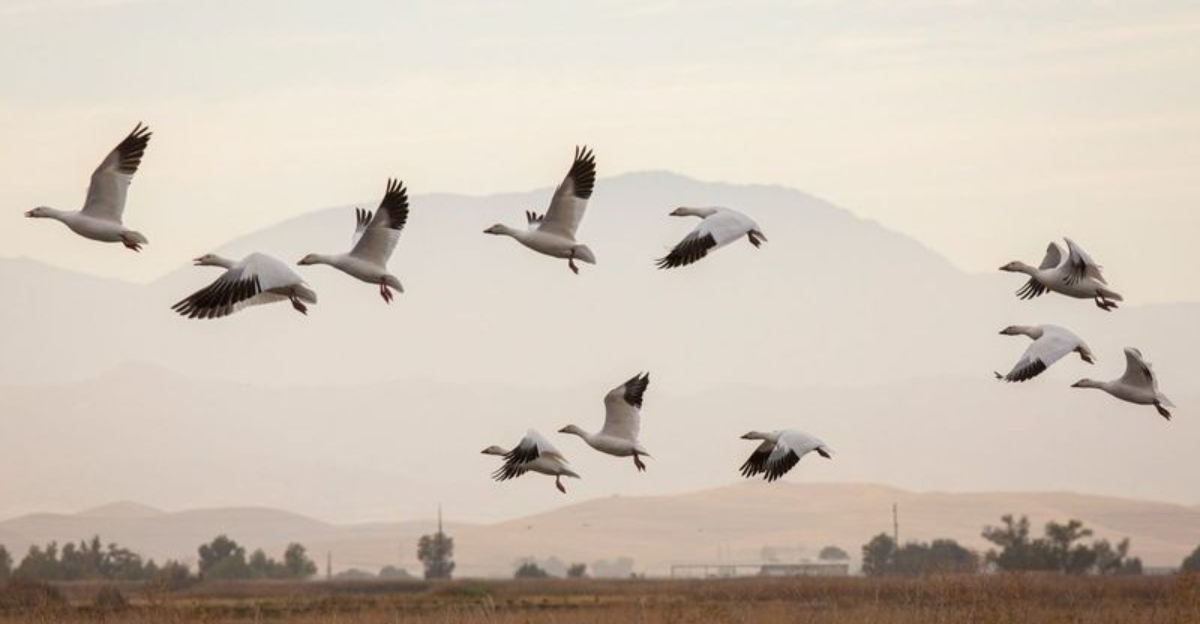 How Climate Change Is Redrawing Bird Migration Routes In The U.S.
