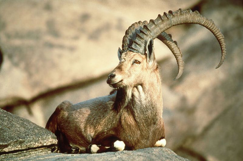 The First Successfully Cloned Extinct Animal
