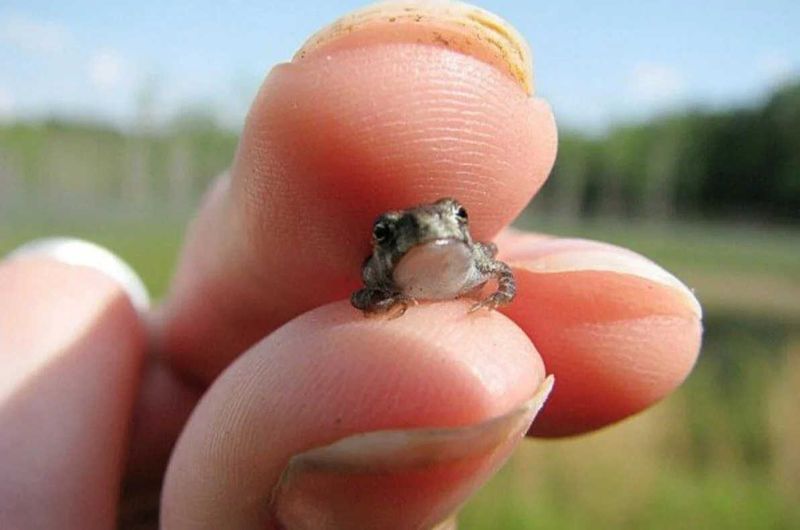 The Importance Of This Discovery To Science