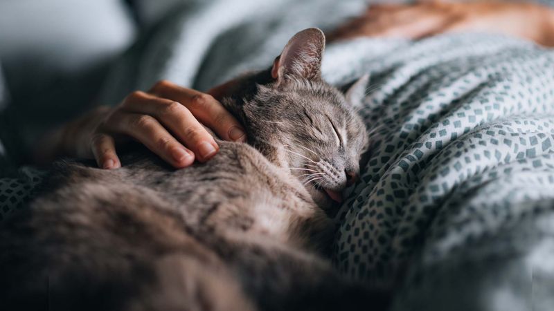 Should I Let My Cat Sleep In My Bed?