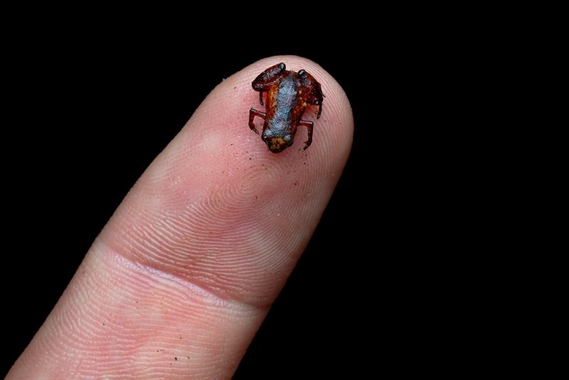 The Challenges Of Studying Such A Tiny Creature