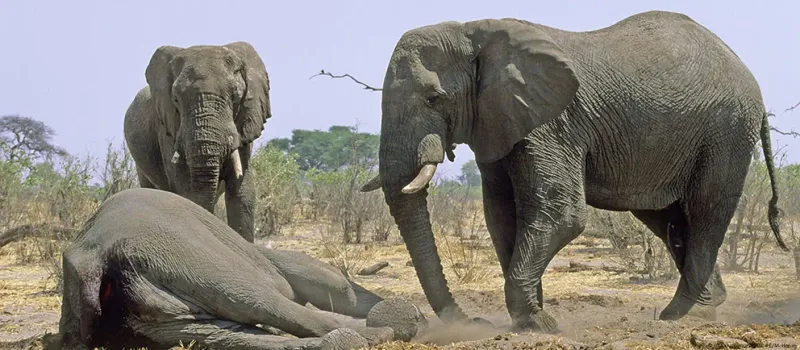 Trunk Touches As Final Goodbyes