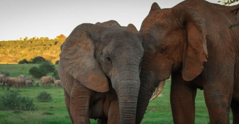 How Elephants Mourn Their Lost Loved Ones – And What It Reveals About Them