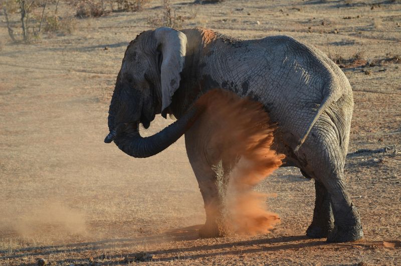 The Role Of Dust Bathing