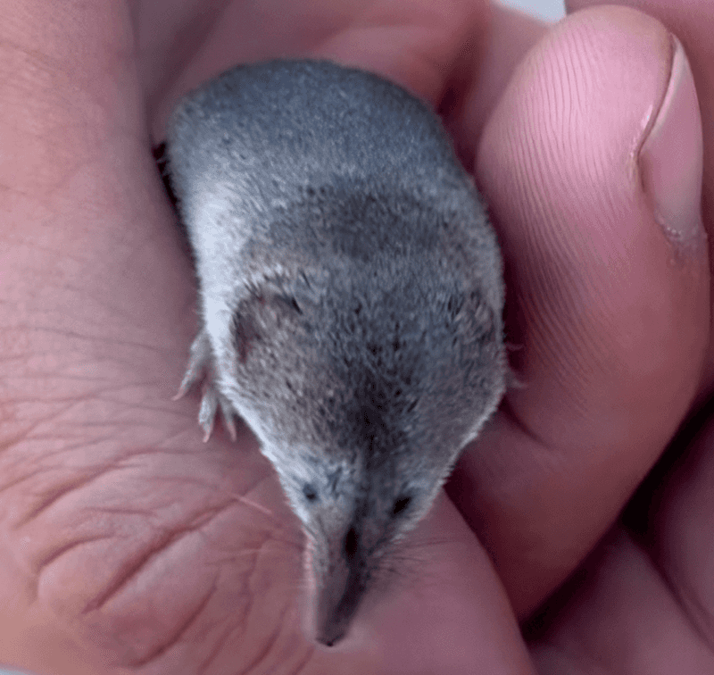 The Significance Of Photographing This California Mammal Alive For The First Time