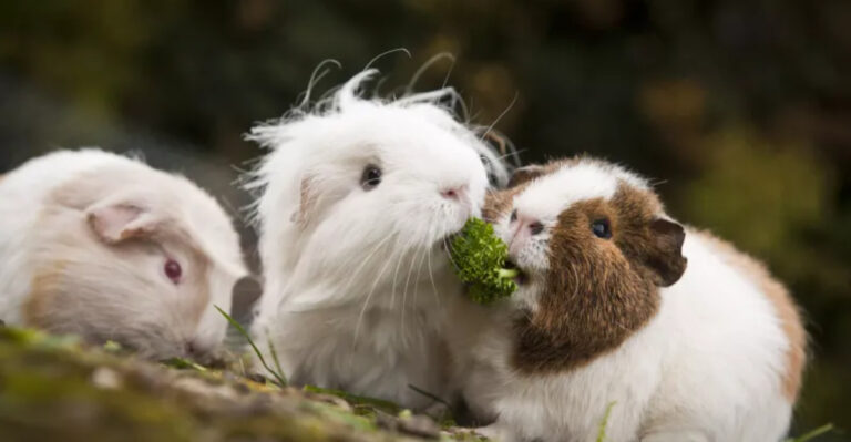 How Hot Is Too Hot For Guinea Pigs To Handle?