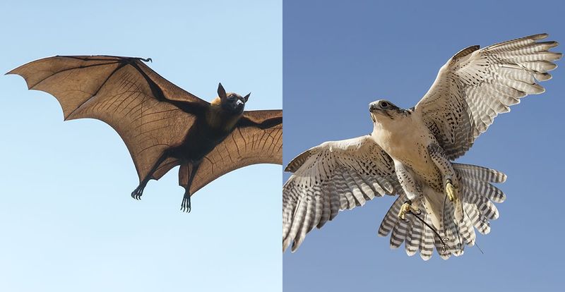 Why Convergent Evolution Happens