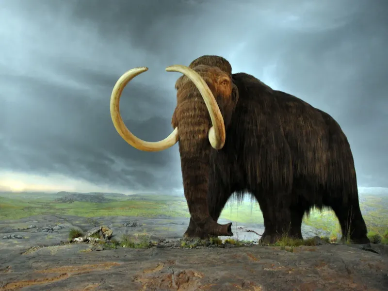The Woolly Mammoth