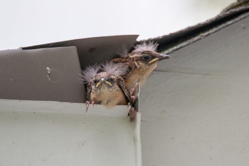 Speedy Flyers: House Wrens Leave In Just 15-17 Days