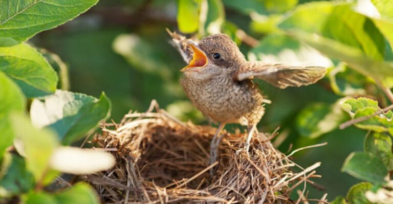 How Long Do Baby Birds Stay In The Nest? 15 Facts You Didn't Know