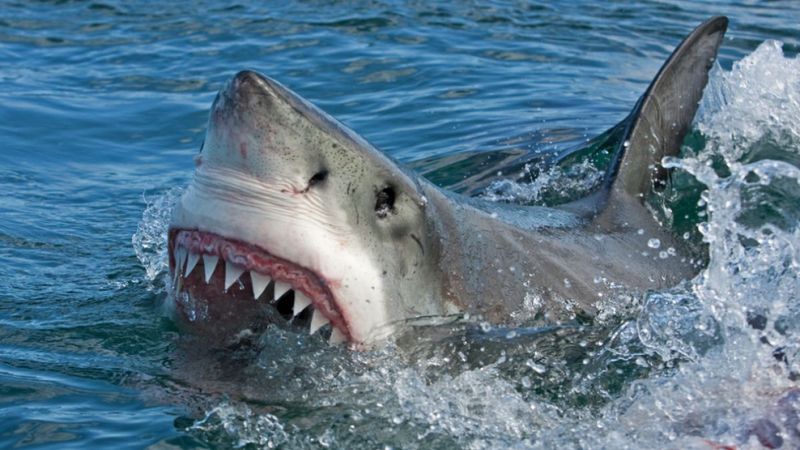 The Truth About Shark Attacks On Humans