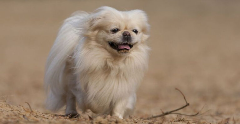 How Long Do Small Dogs Live? (15 Most Popular Breeds And Their Lifespans)
