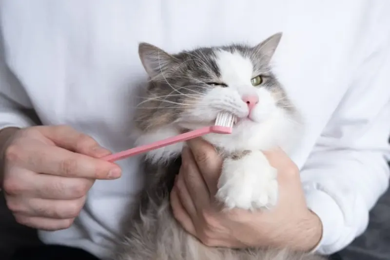 Do Cats Really Need Dental Care?