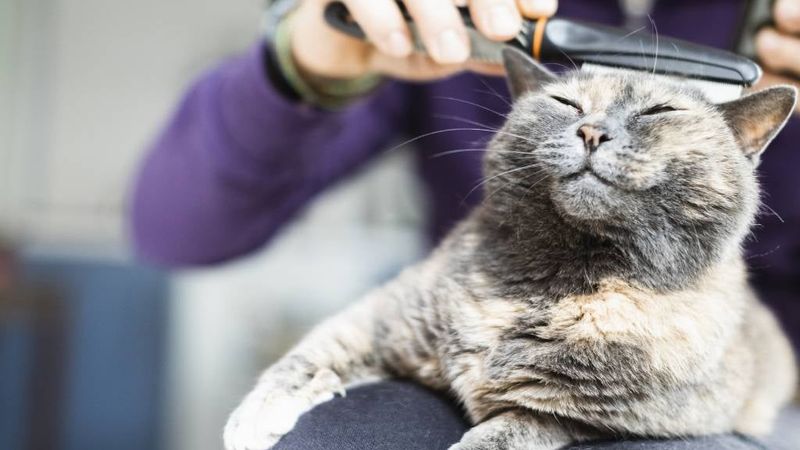 Should I Brush My Short-Haired Cat?