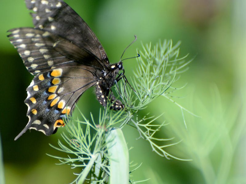 The Impact Of Habitat On Available Food Sources