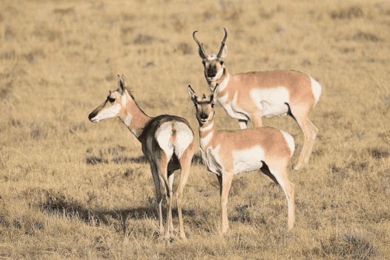 Pronghorn Mating Behavior And Social Structure