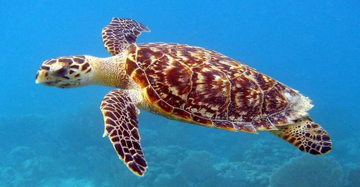 How Sea Turtles Navigate The Seas Over Thousands Of Miles