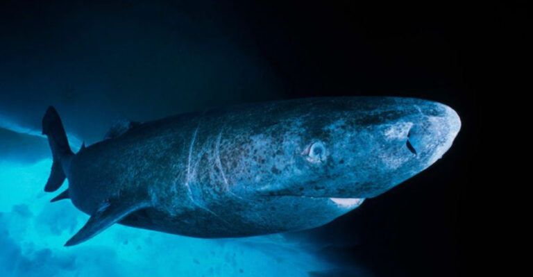 How Sharks Thrive In The Deepest Parts Of The Ocean
