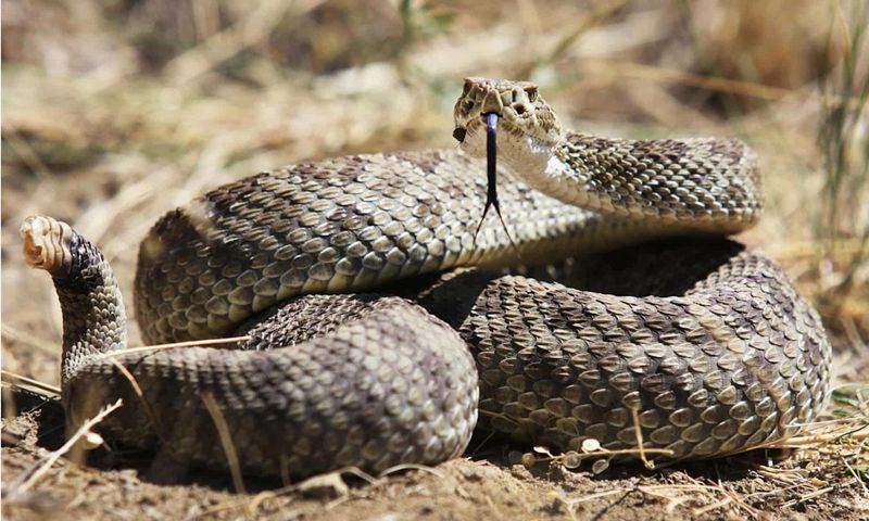 Are Snakes A Danger To Visitors?
