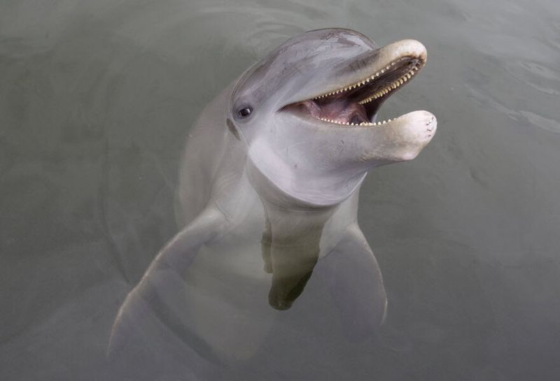 The Evolution Of Echolocation In Animals
