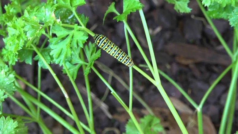 Common Garden Plants Eaten By Swallowtail Larvae