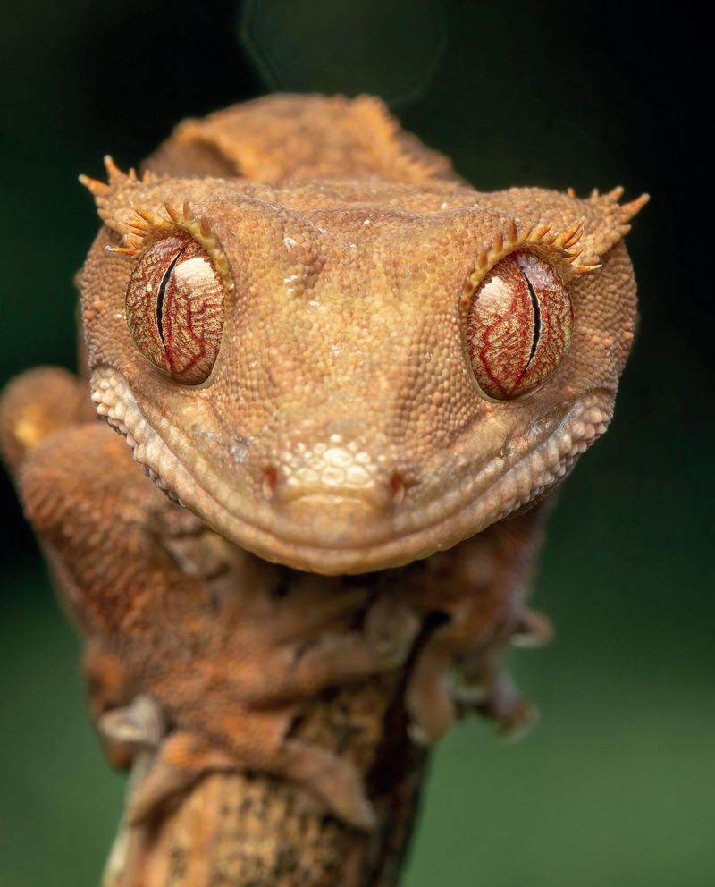 The Process Of Identifying A New Species