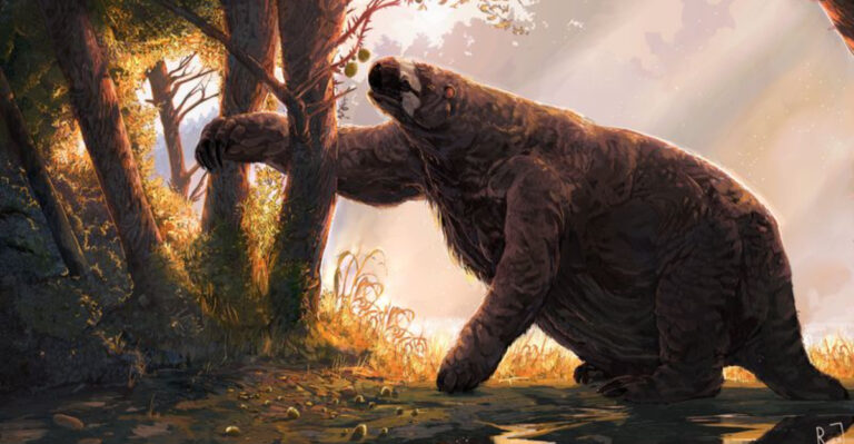 How The Extinction Of Giant Sloths Reshaped The Mojave Desert
