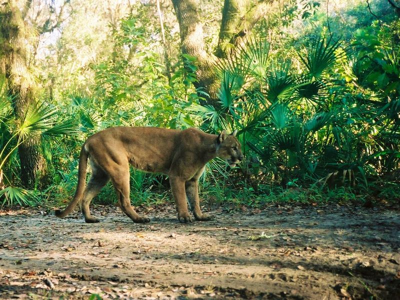 Habitat Challenges For The Florida Panther