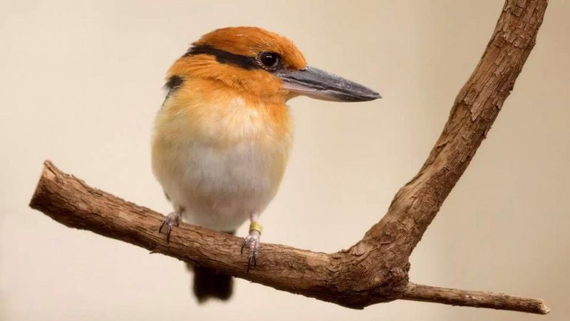 What We Can Learn From The Recovery Of The Guam Kingfisher