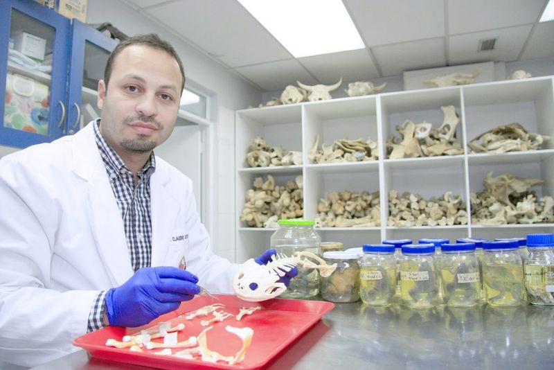 Meet The Researchers Behind The Alsodes vittatus Discovery