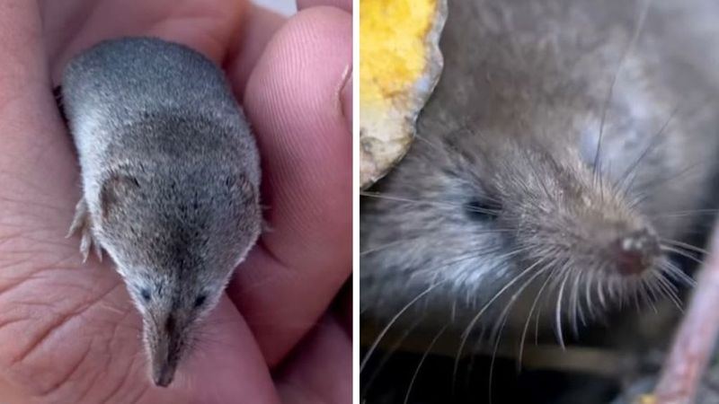 The Role Of Technology In Identifying And Tracking The Mammal