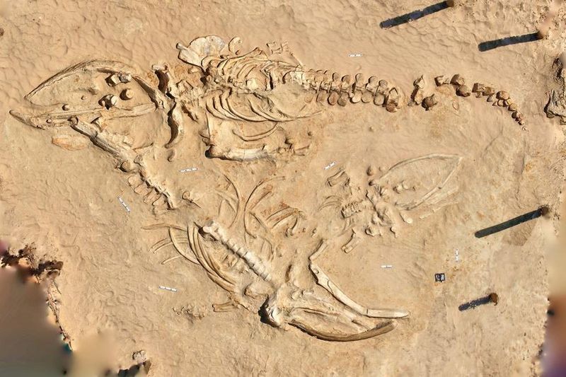 Why The Desert Hides Ocean Fossils