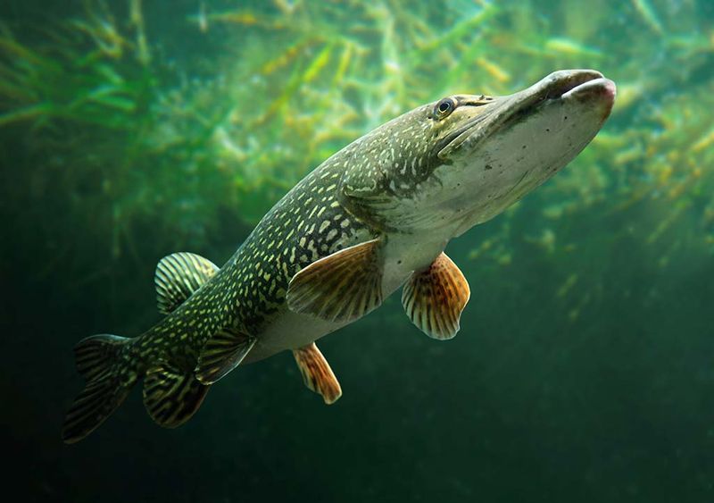 Tiger Muskies' Role As Apex Predators In Freshwater Ecosystems
