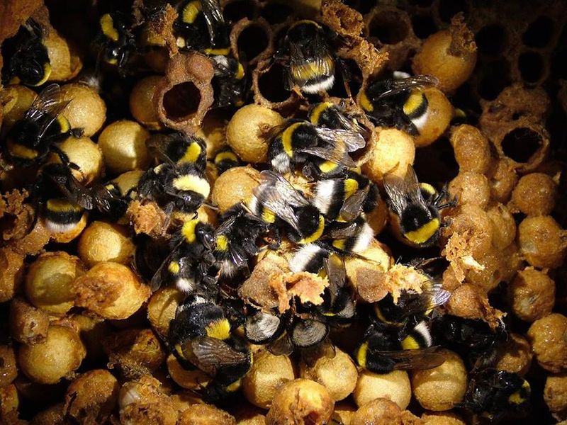 The Secret Life Inside Bumblebee Colonies