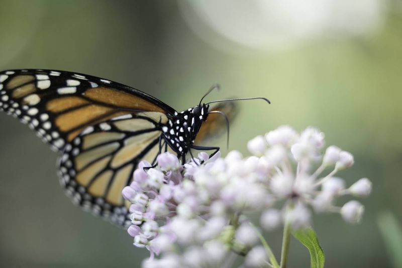 Delaware's Role In Monarch Butterfly Conservation