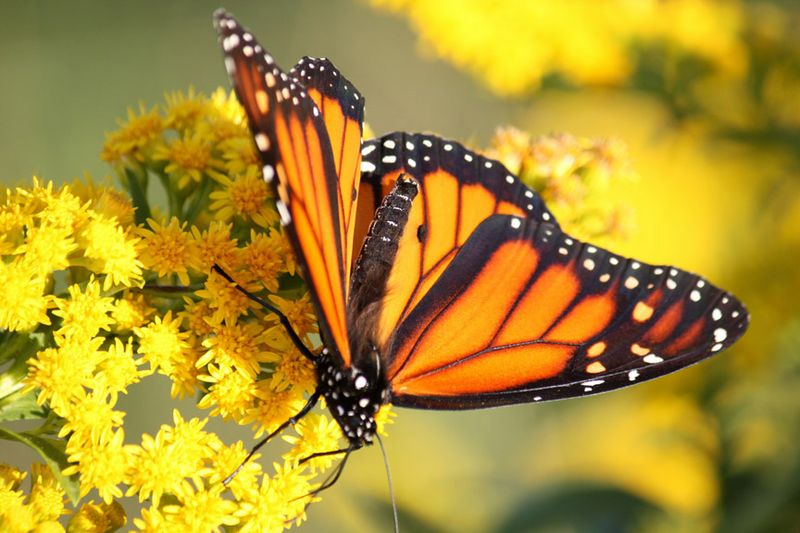 The Best Time And Places To Spot Monarch Butterflies In Delaware