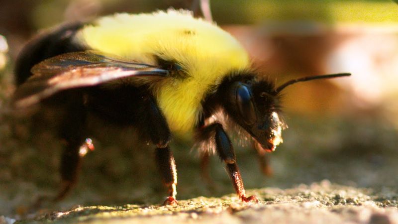 Amazing Facts About Bumblebee Flight
