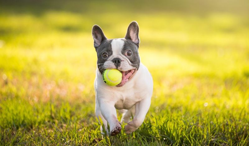 Engaging Playtime