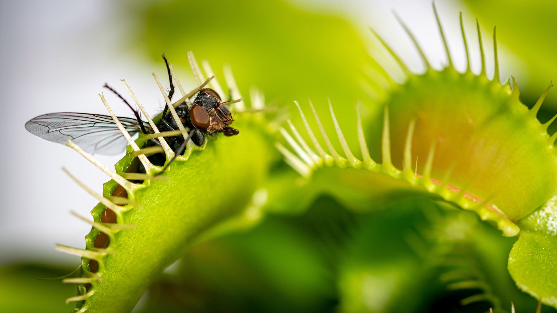 How To Quickly Get Rid Of Flies In Your Backyard