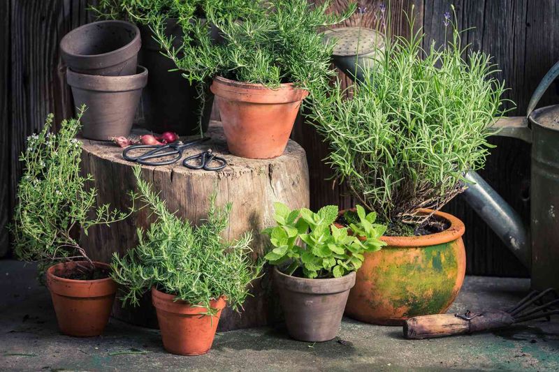 Plant Fly-Repelling Herbs