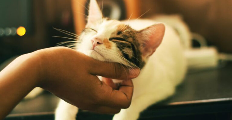 How To Tell If Your Cat Truly Sees You As Home Not Just Shelter