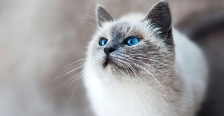 How To Win The Heart Of A Guarded Cat